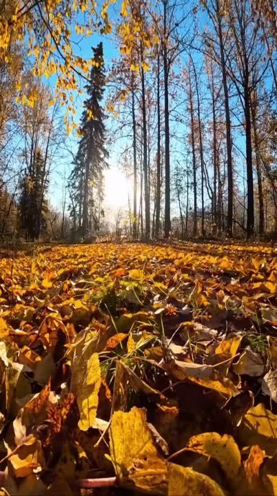 ����� ����� ������� ����� � �������� ��� ������� ��������, ���� �� ����� ������ ���� � �����
