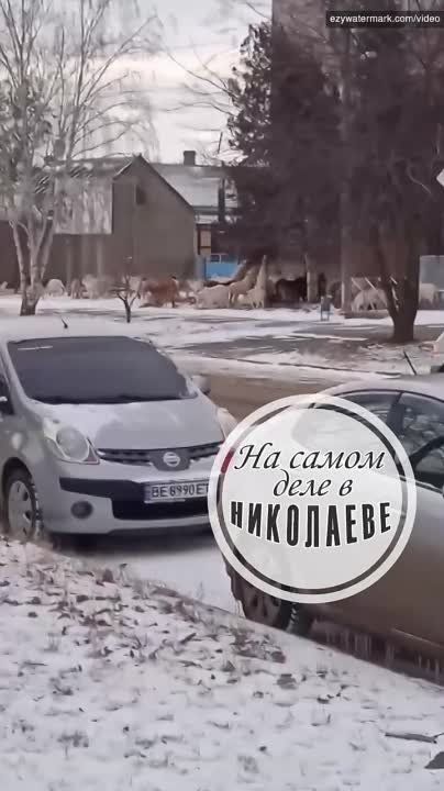 � ����������� ������������ ������� ���� ���������))