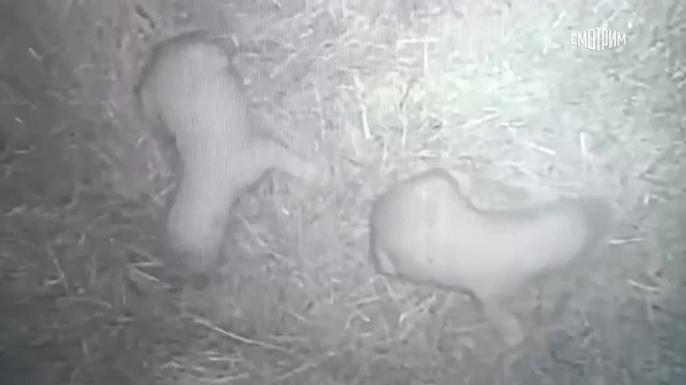 � ���� ����� �������� �������� � ����������, ������� ����� � �������� �������� "���� �����" � ������������ � ���� ��������, ���������� � �������� ��������� ������������ ��������� �������, �������� ������