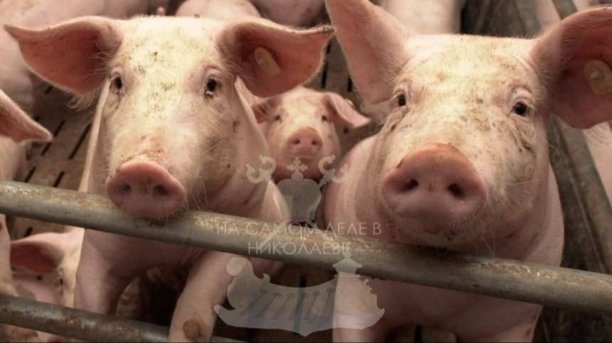 � ������������ ������� ������������� ������� ����������� ���� ������