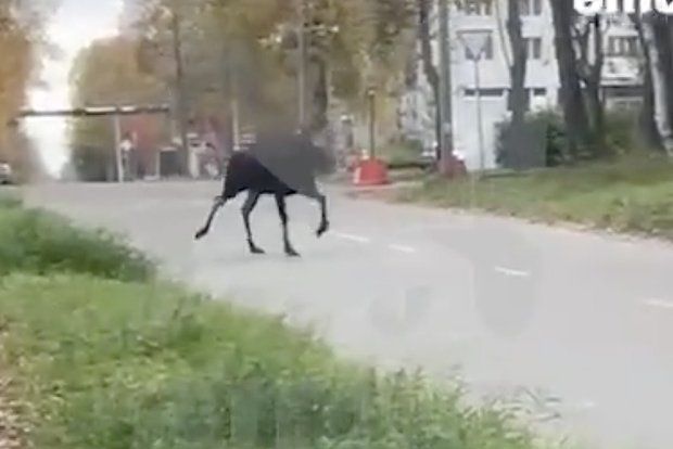 ���� ������� ������ � ������ �����������-��-�����