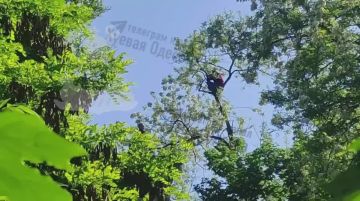 Утро началось не с кофе... В Одессе, убегая от ТЦК, мужчина забрался на верхушку дерева, выше пятого этажа, и сидел там с 6 утра