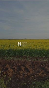 Потрясающе красивые маковые и рапсовые поля недалеко от Николаевки