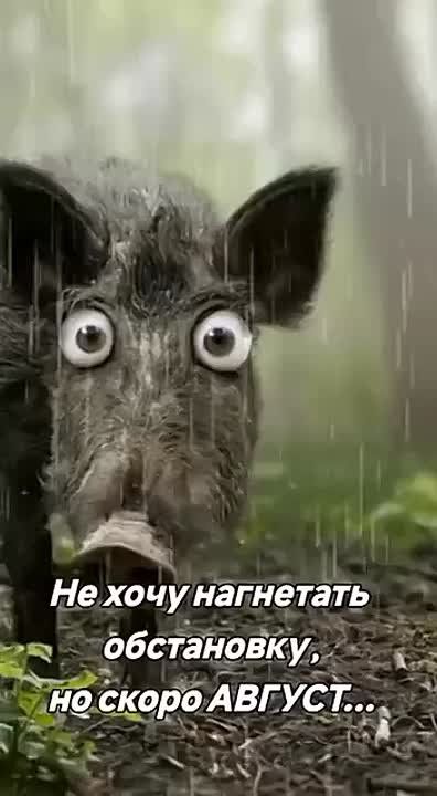     ,  ,    ,      :