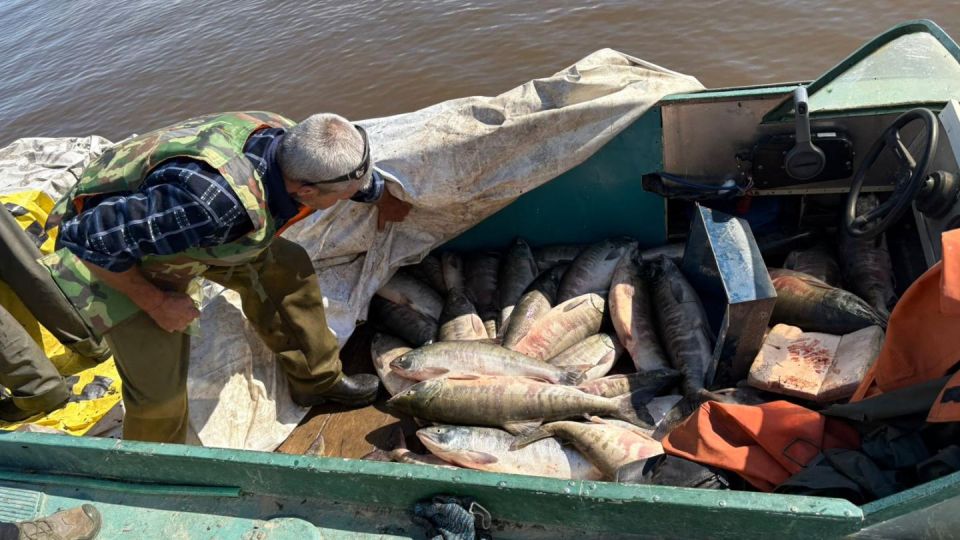 Трое жителей Хабаровского края задержаны полицией за незаконный вылов кеты почти на миллион рублей