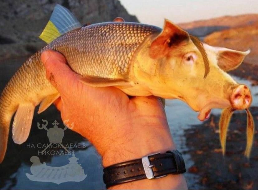 На Украине около посёлка Триполье выловили предка всех швайнокарасей