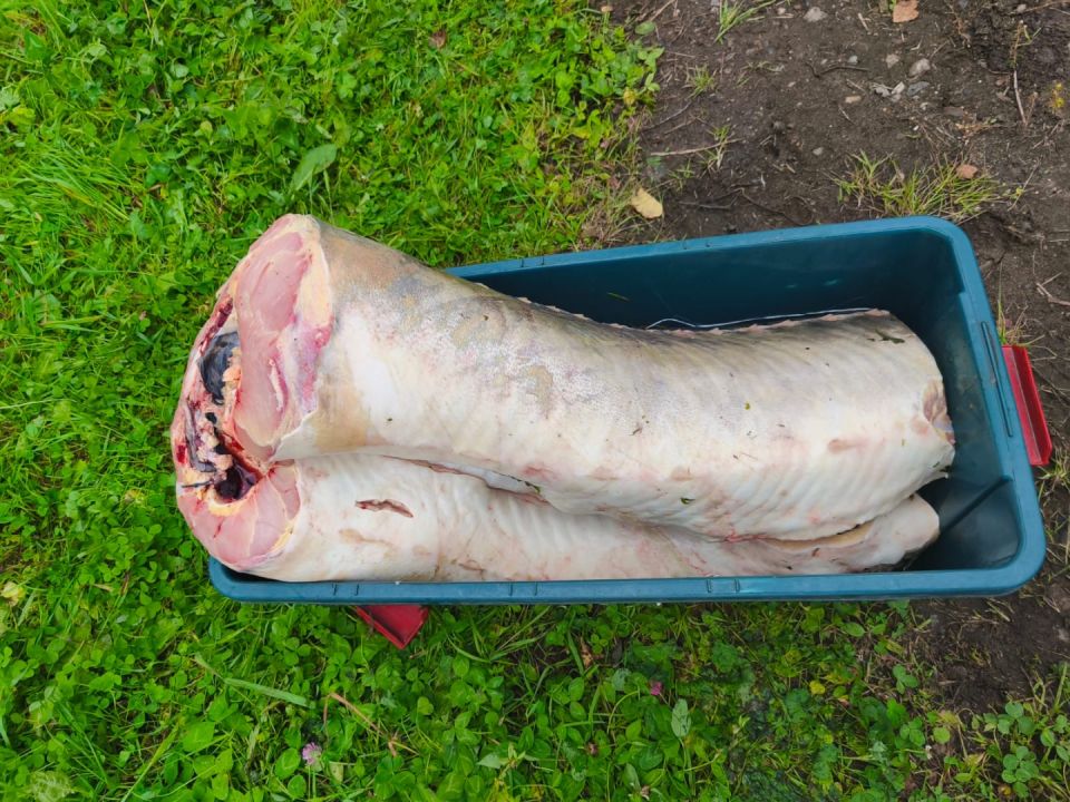 Житель Хабаровска задержан полицией за незаконный оборот осетра, якобы найденного на берегу Амура