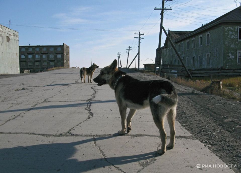 Девочке выплатят компенсацию после нападения собак в Хабаровском крае