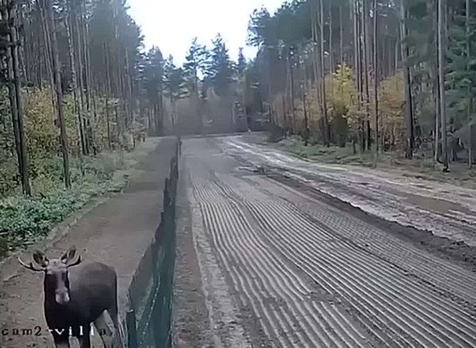 Границы Литвы на замке, чтобы со стороны Беларуси не просочились российские войска