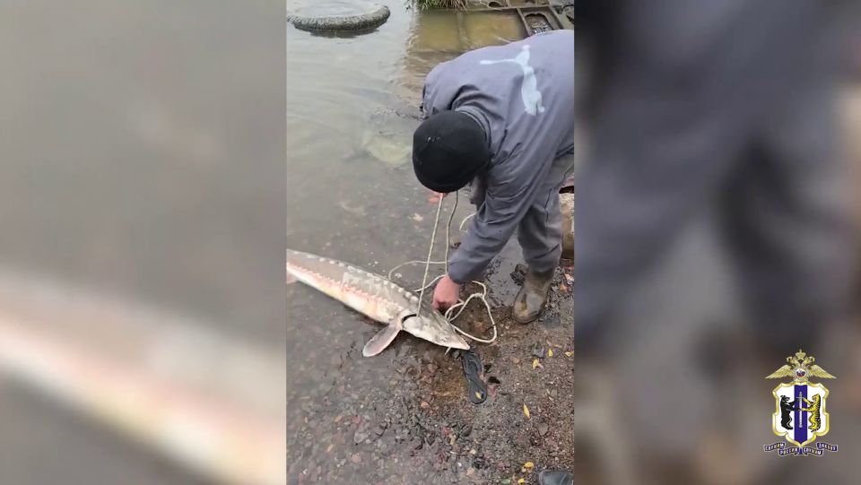 Два браконьера задержаны полицией в Хабаровском крае за вылов краснокнижного амурского осетра и кеты