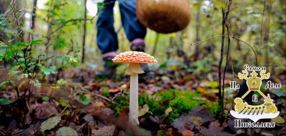 На Николаевщине подросток отравился жареными грибами