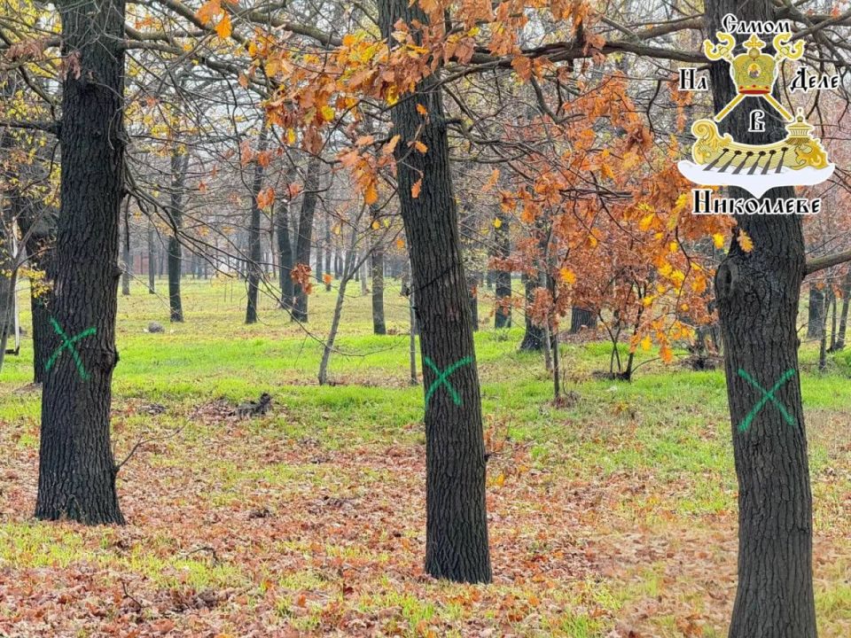 Дубовая роща в Николаеве снова под угрозой
