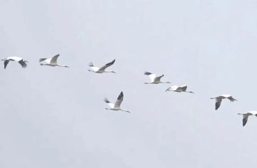 1 В Якутии в рамках проекта «Полет стерха» построят станцию кольцевания