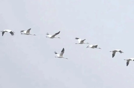 1 В Якутии в рамках проекта «Полет стерха» построят станцию кольцевания