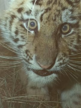 ��������-������ ����� �� ������� ������ � ����������� ����