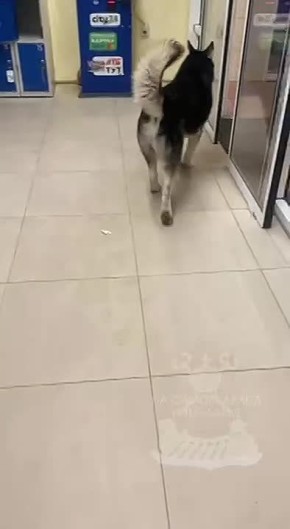 #НамПишут. Потеряшка в «АТБ» возле рынка «Ивушка» в Лесках