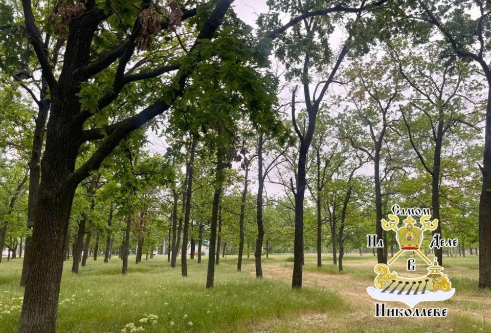 Дубы под АЗС в Николаеве всё-таки снесут