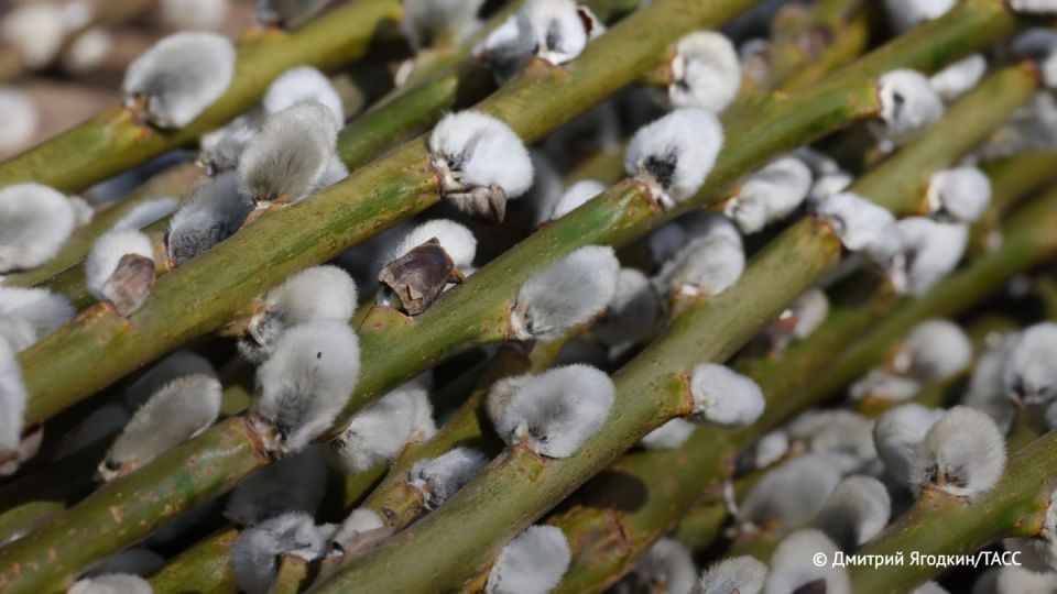 Поступать с вербой после Вербного воскресенья можно по-разному: сжечь, закопать или просто выбросить, это остается на усмотрение владельца, рассказал ТАСС клирик Иваново-Вознесенской епархии Макарий (Маркиш)