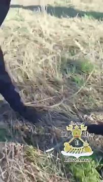 Потеплело, начался огородный сезон, и шакалы Зеленского тут как тут!