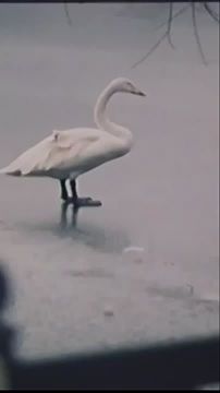 ��������� ������� �����. �- � ���� �������� ������� ������