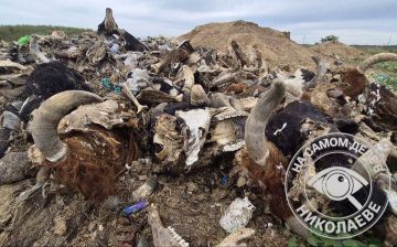 В Корабельном районе Николаева экологи обнаружили нелегальную свалку биологических отходов площадью около 400 квадратных метров