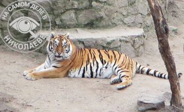 В Николаевском зоопарке умерла амурская тигрица Пенелопа