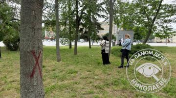 На Флотском бульваре в Николаеве вырубят 70 деревьев и кустарников