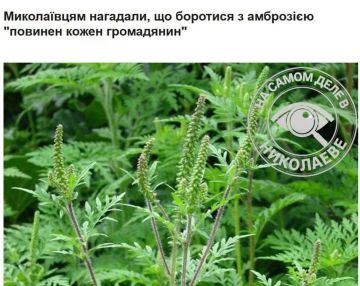 Амброзия — проблема каждого?