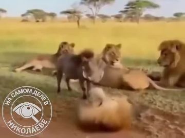 ����� � �������� �������� ����������, ������� ����� ��� ��������